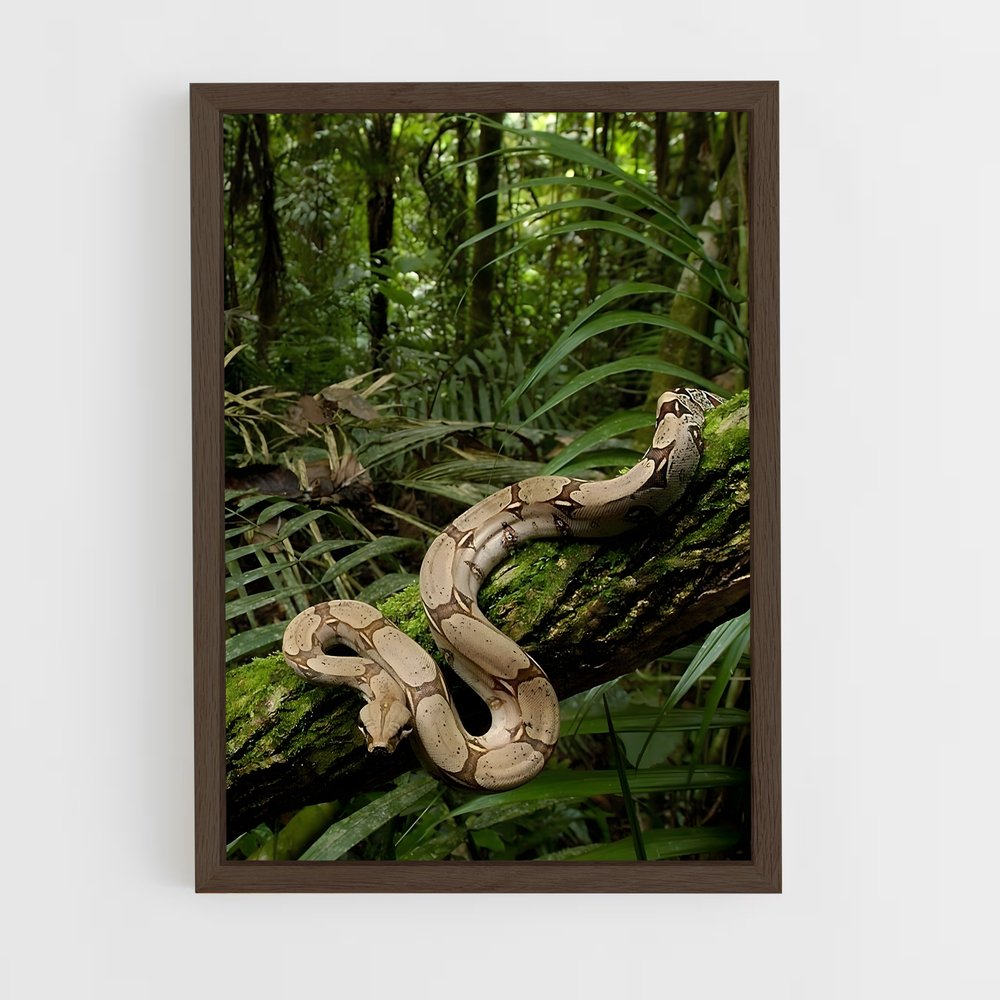 amazonia-4 cadre Bois foncé