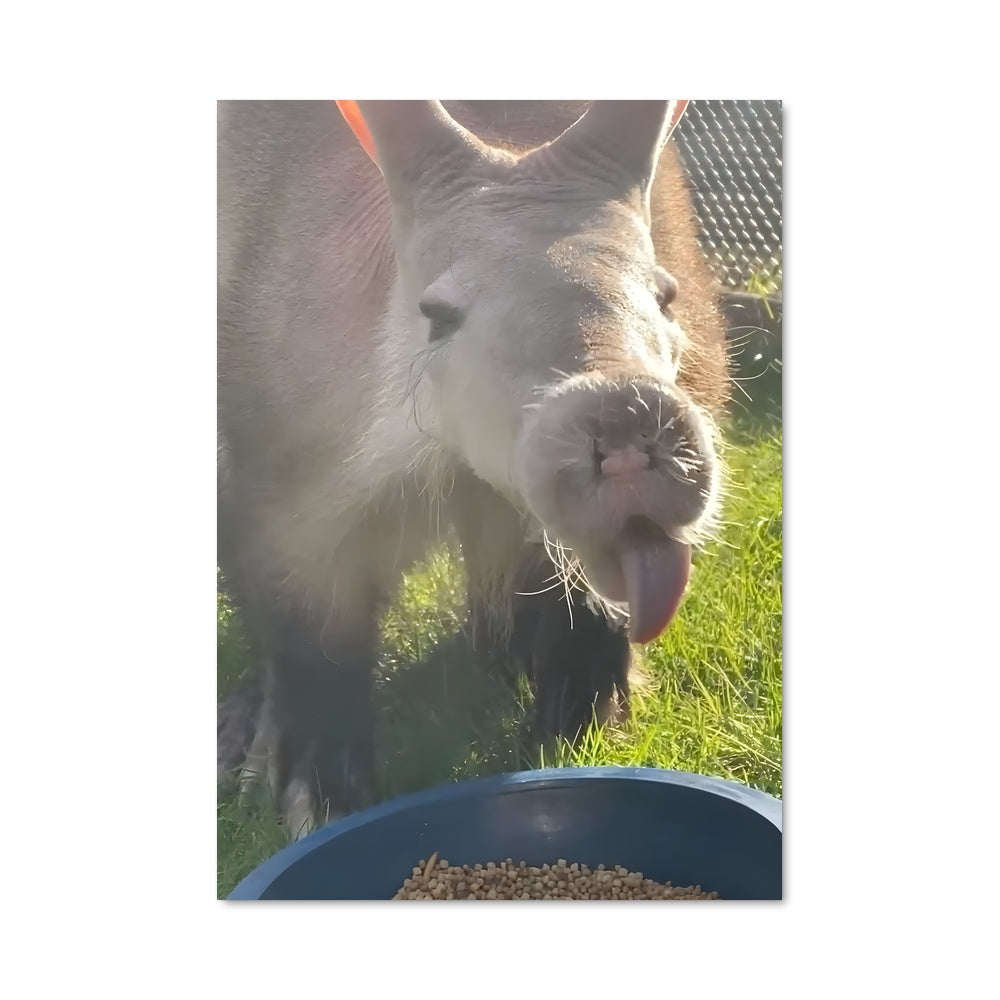 Poster Lapin Gourmet