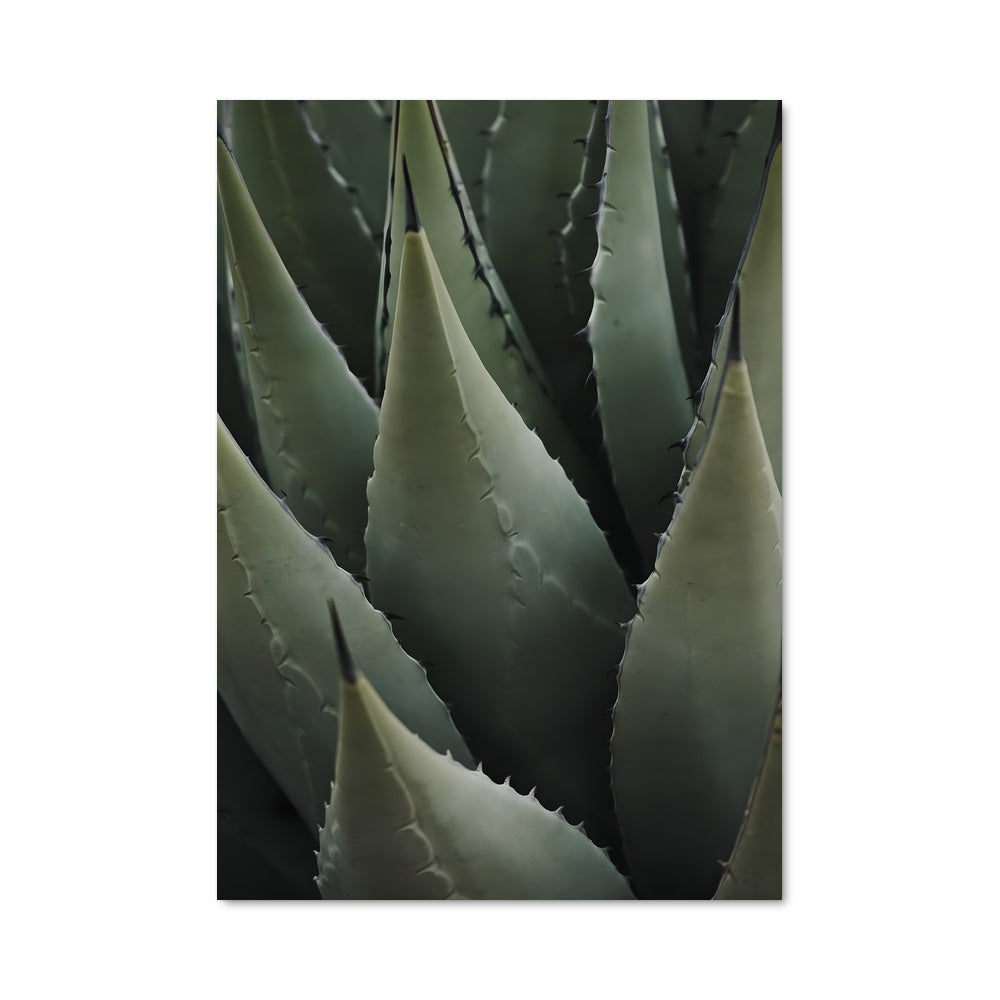 Poster Agave Éclat