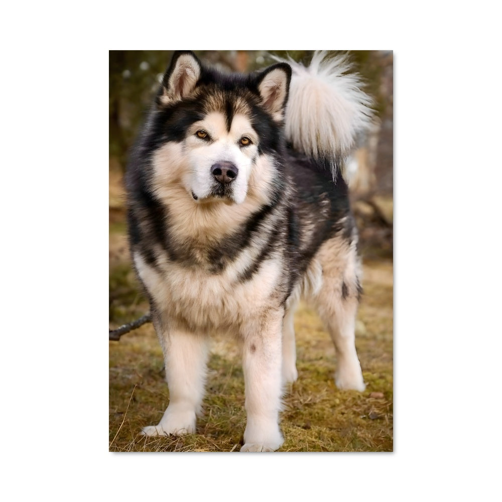 Poster L'Esprit du Malamute