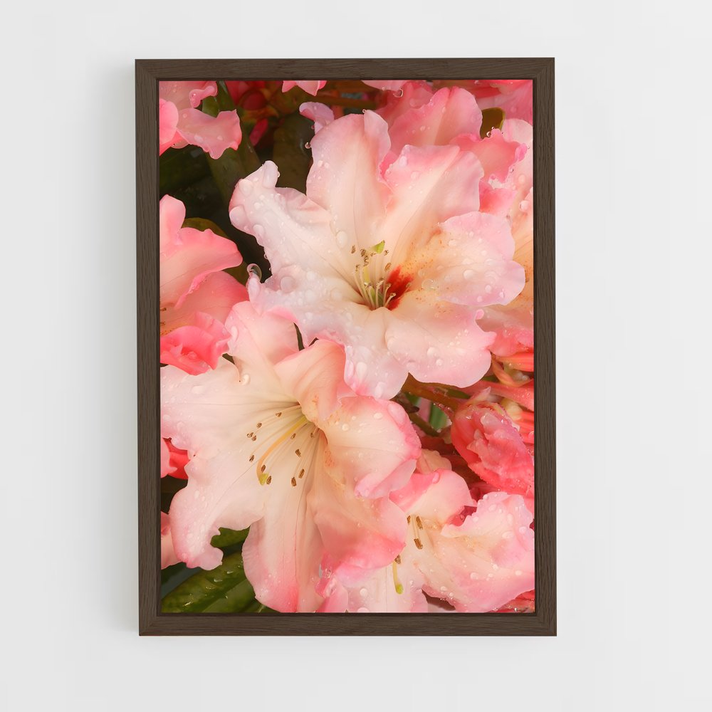 ap-azalea-4 cadre Bois foncé