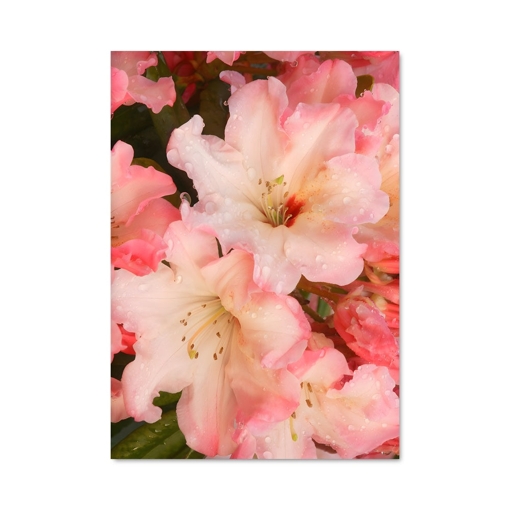 Poster Azalea Dream