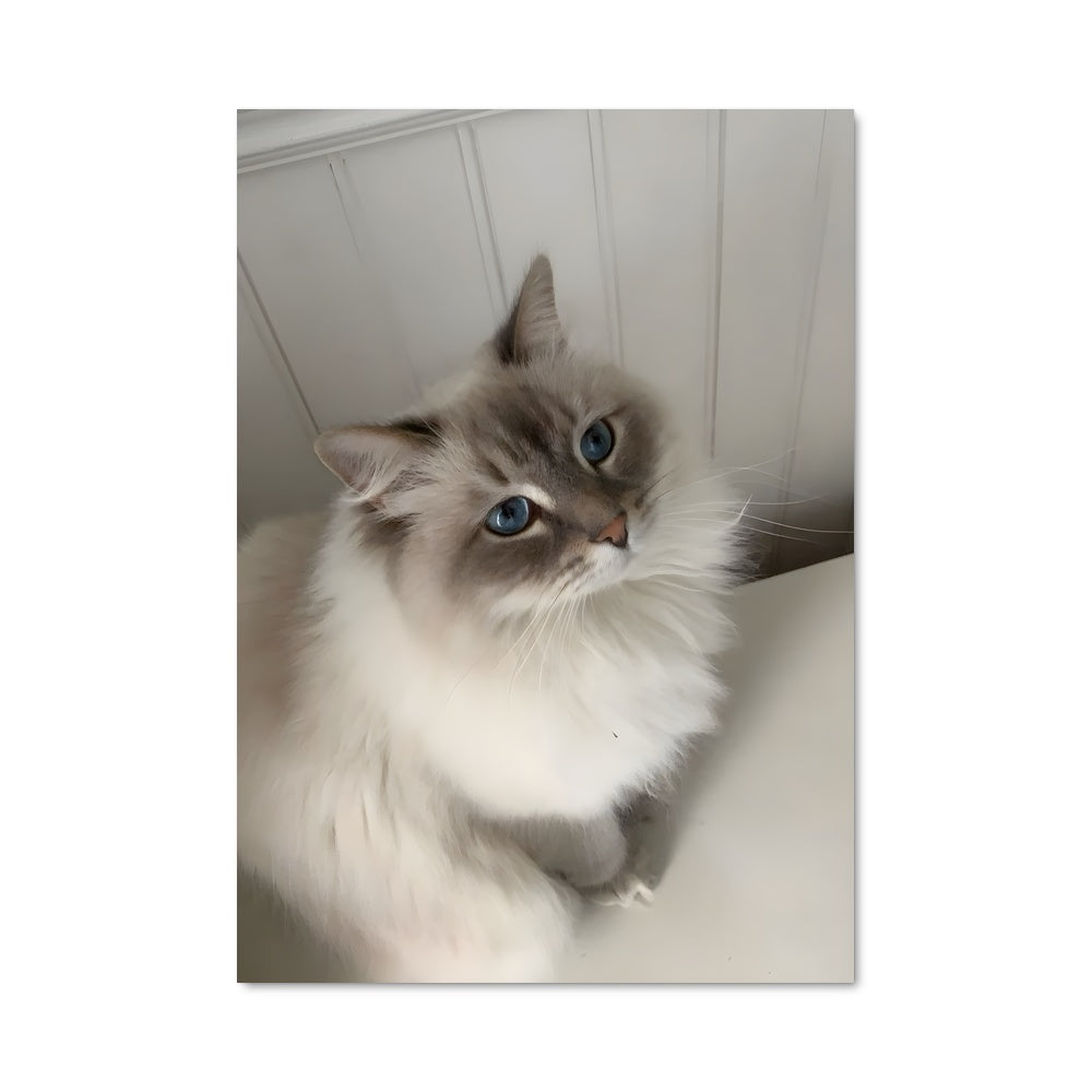 Poster Chat Balisien