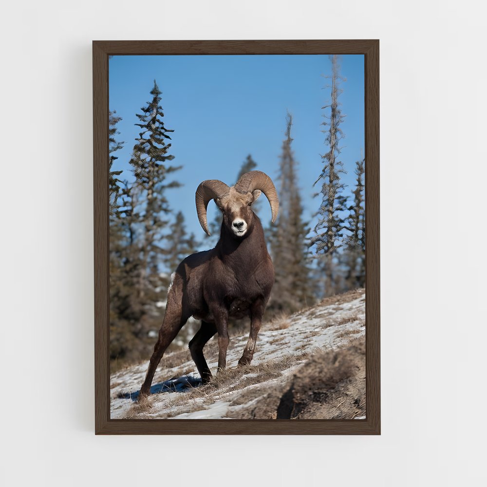 ap-bighorn sheep-4 cadre Bois foncé