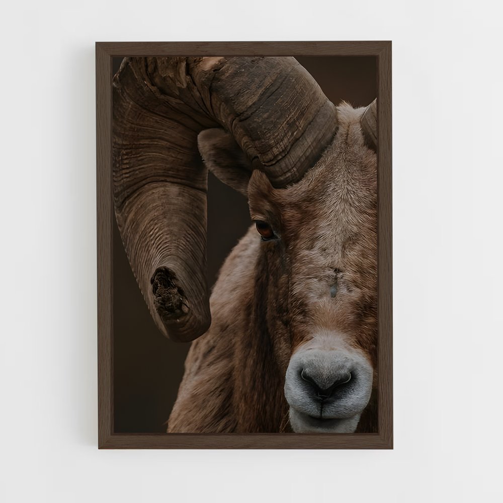 ap-bighorn sheep-9 cadre Bois foncé