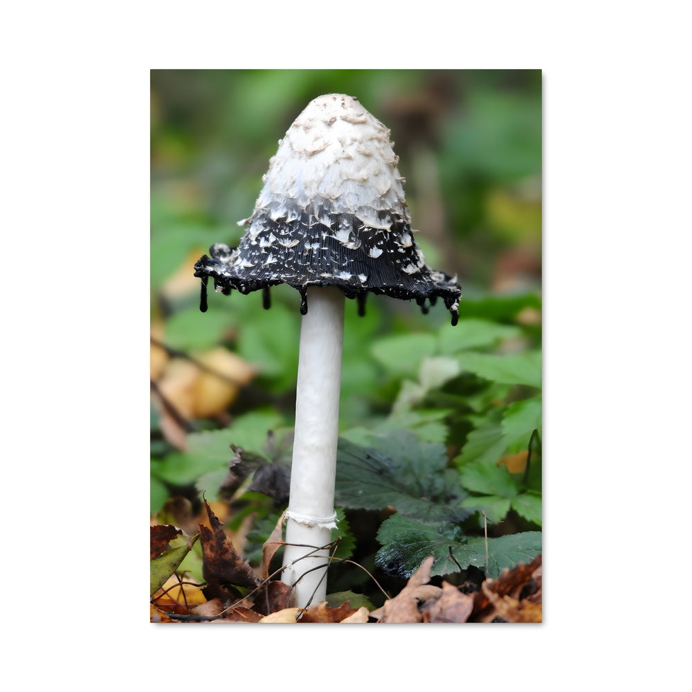 Poster Champignon Sanguin