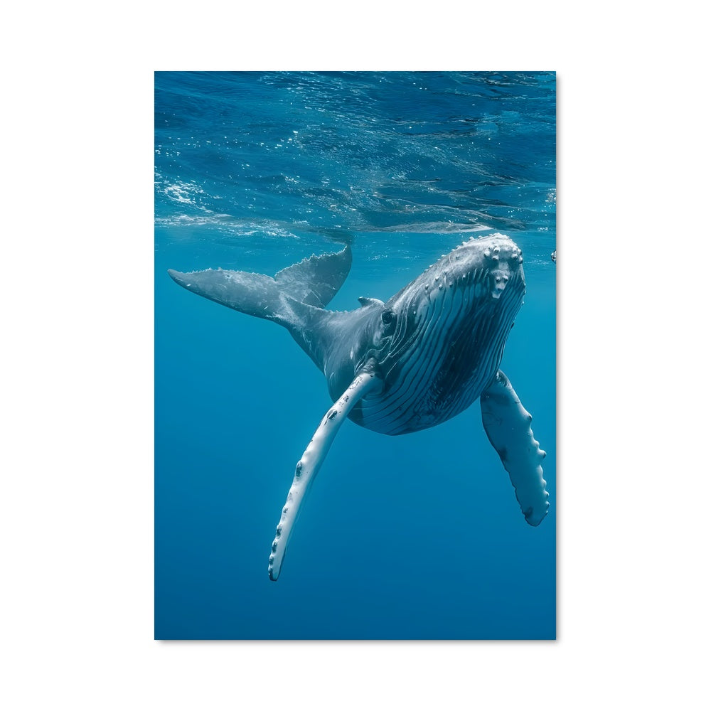 Poster Grandeur des Mers