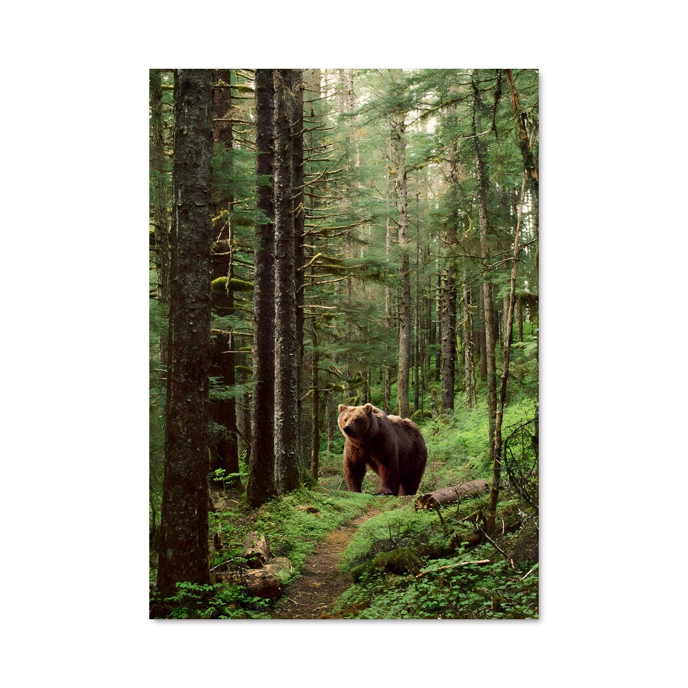 Poster Dans l'Ombre du Grand Ours