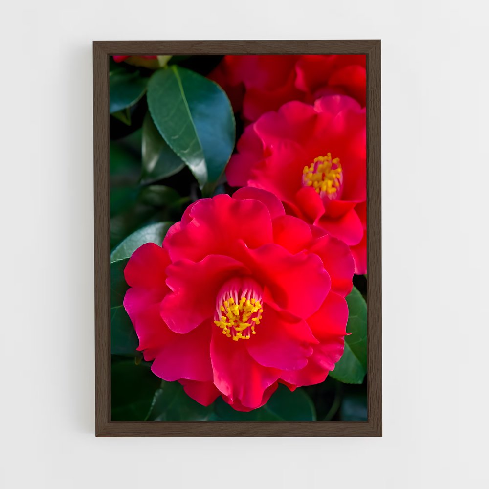 ap-camellia-7 cadre Bois foncé