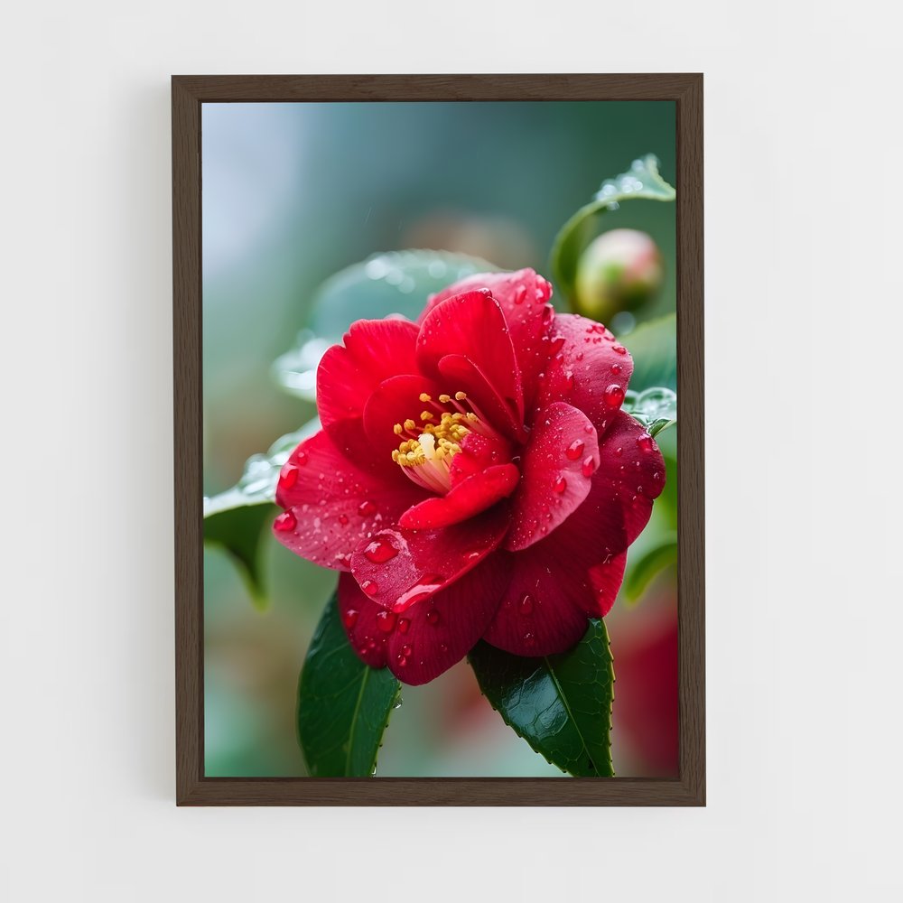 ap-camellia-8 cadre Bois foncé