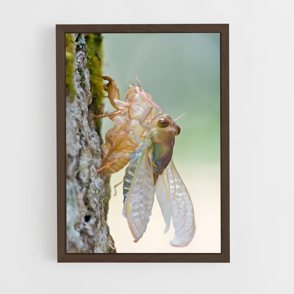 ap-cicada-2 cadre Bois foncé