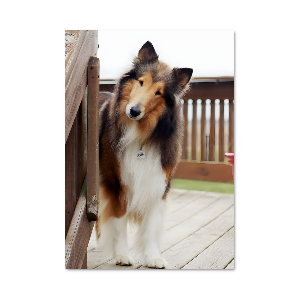 Poster Collie sur le Pont