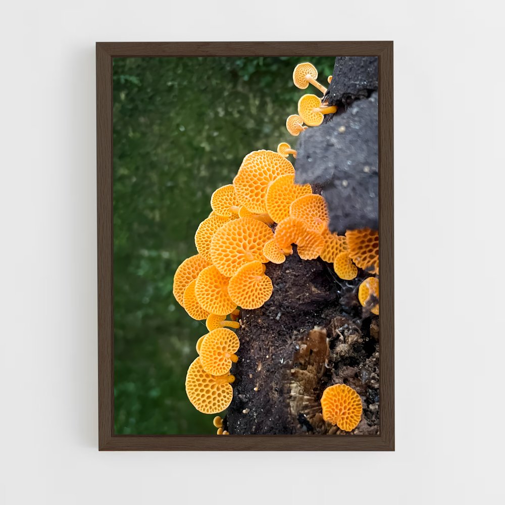 ap-coral fungus-4 cadre Bois foncé