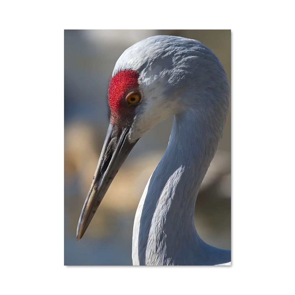 Poster Oiseau Rouge