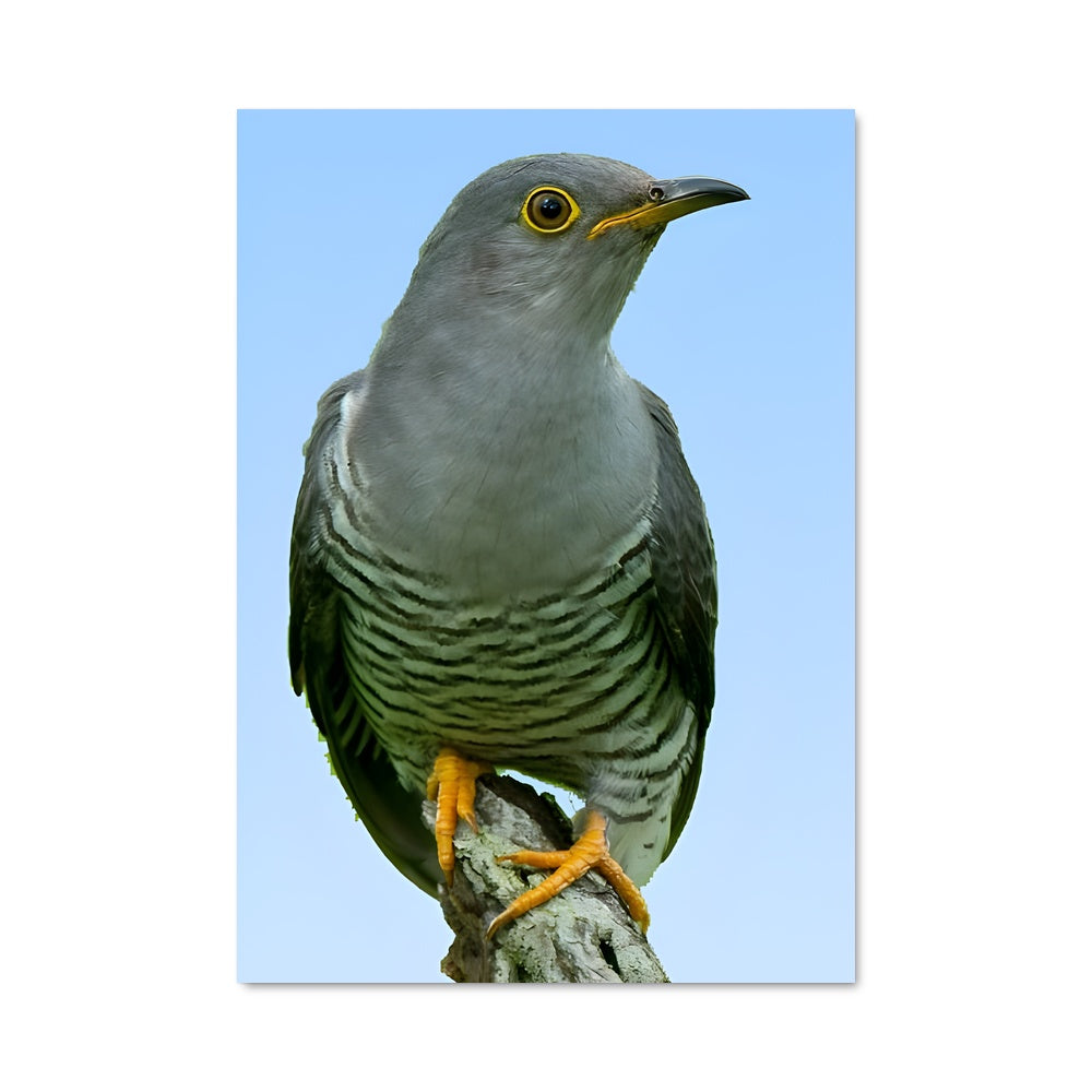 Poster Chant d'Oiseaux