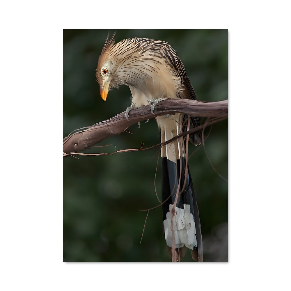 Poster Oiseau Cuckoo