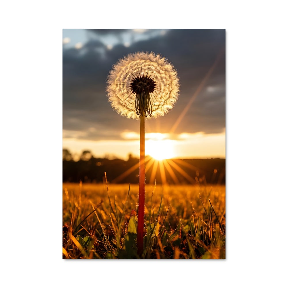 Poster Pissenlit Éternel