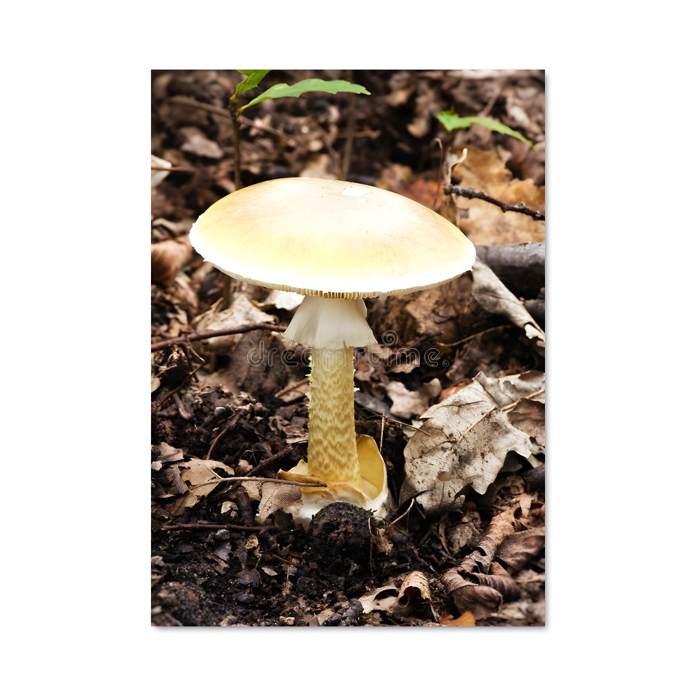 Poster Champignon Mortel