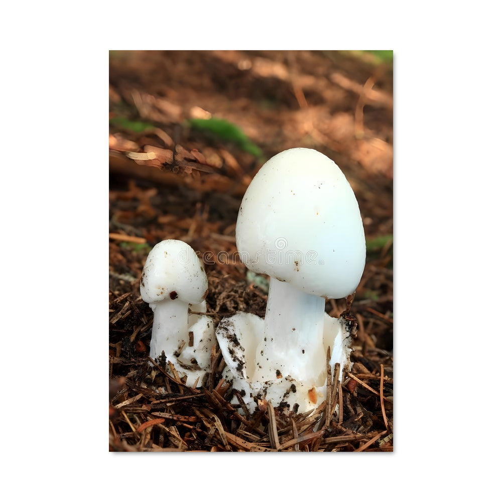 Poster L'Ange Destructeur