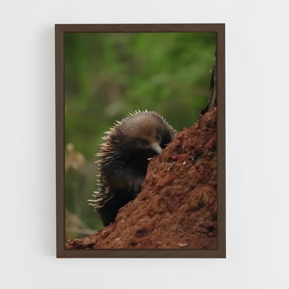 ap-echidna-9 cadre Bois foncé
