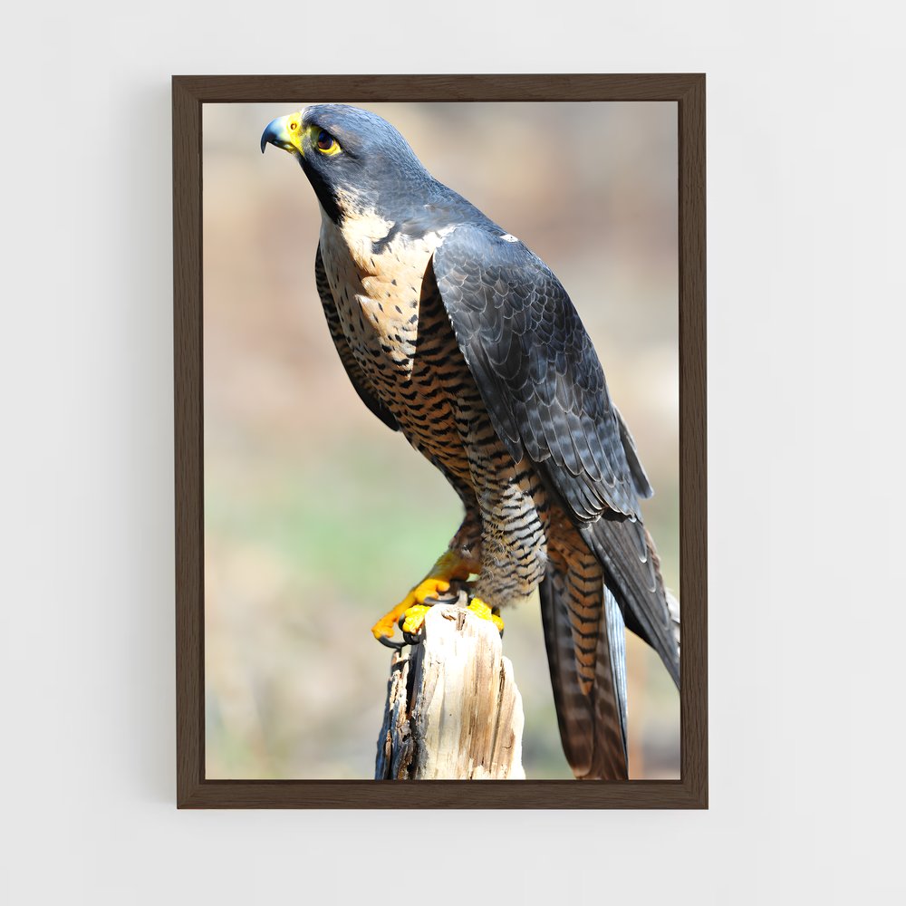 ap-falcon-14 cadre Bois foncé