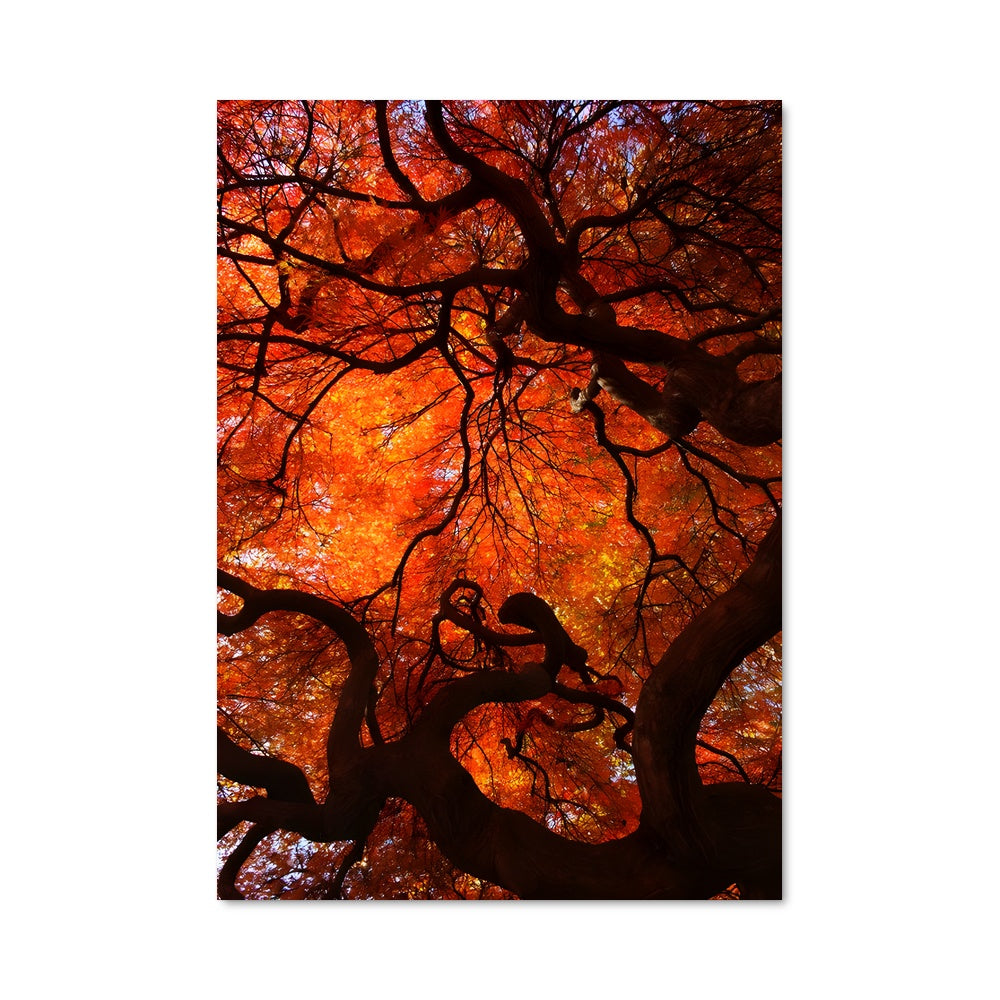 Poster Fall colors 97617