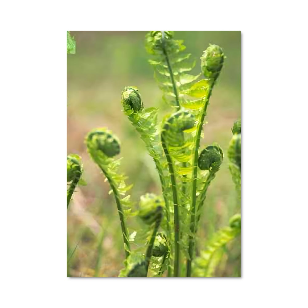 Poster Fleur de Fougère