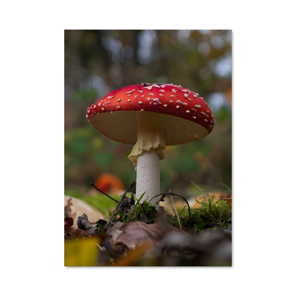 Poster Fly agaric 94221