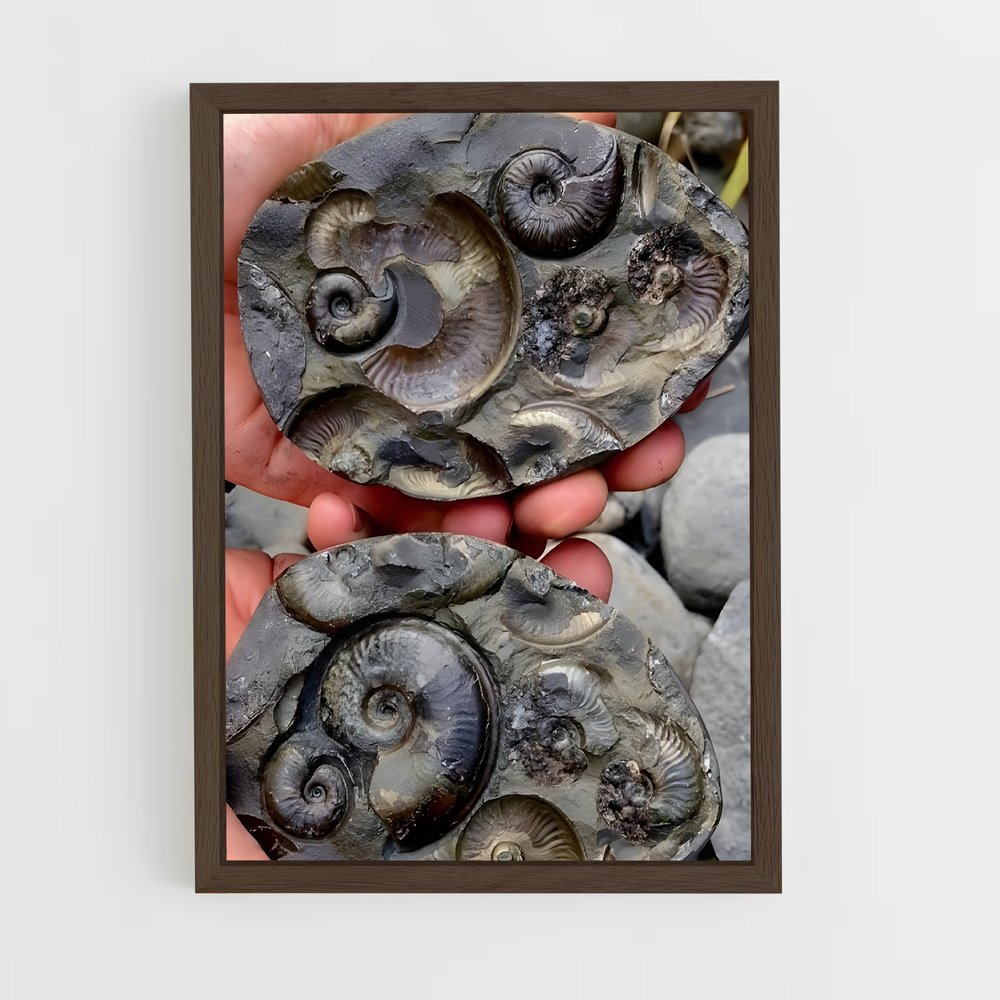 ap-fossils-9 cadre Bois foncé