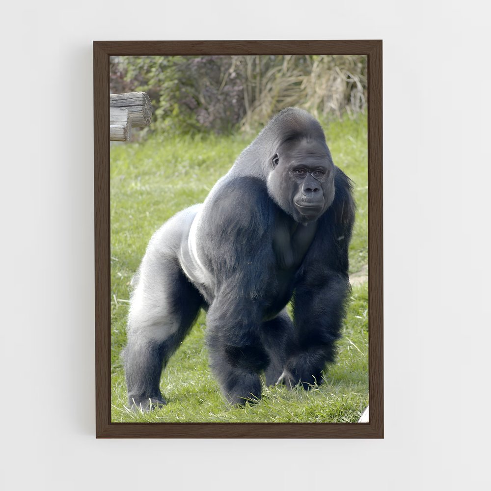 ap-gorilla-1 cadre Bois foncé