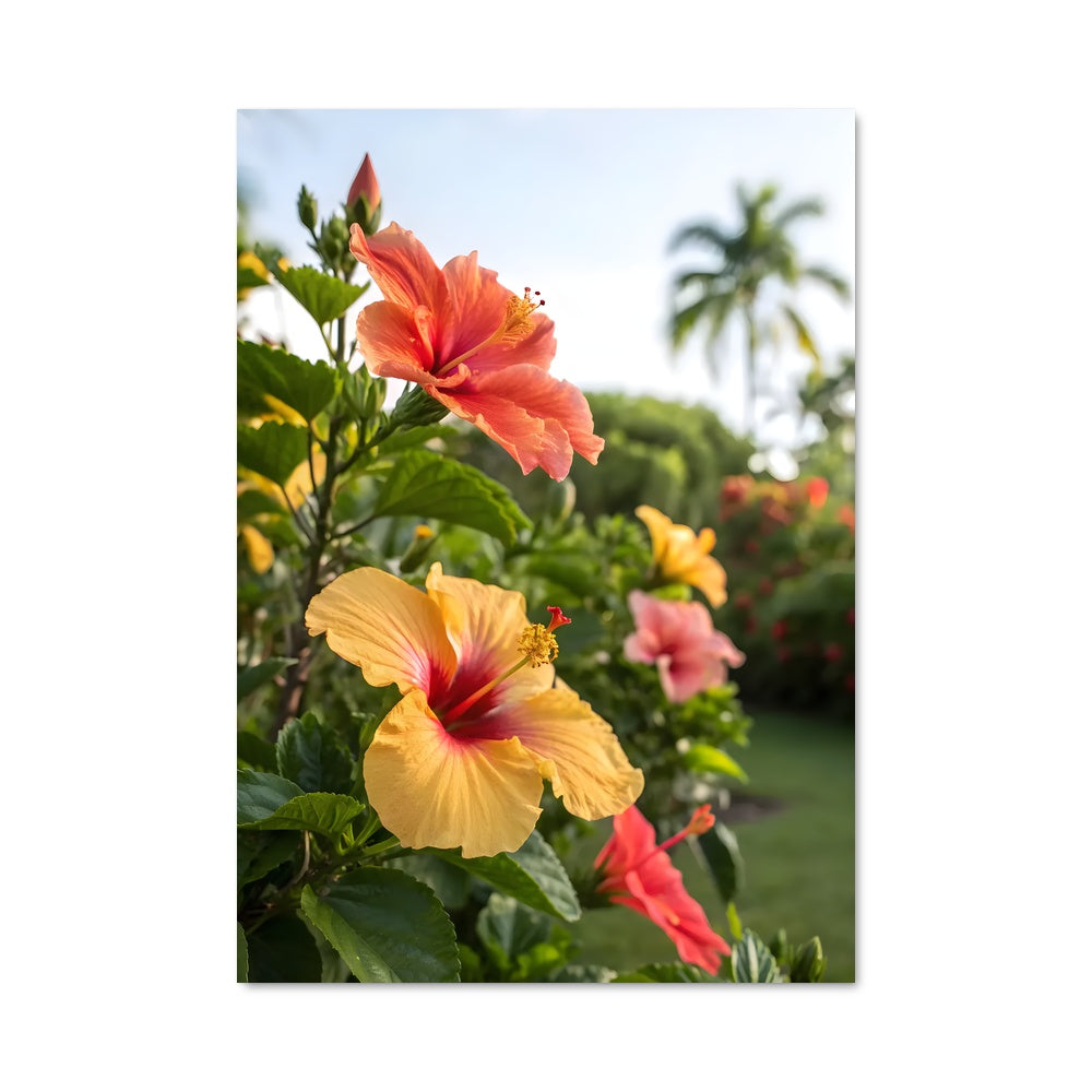 Poster Hibiscus Dream