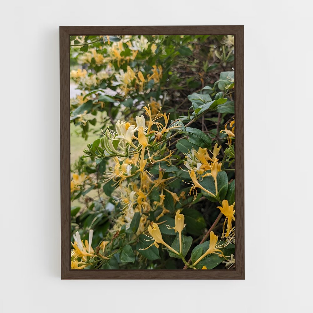ap-honeysuckle-3 cadre Bois foncé
