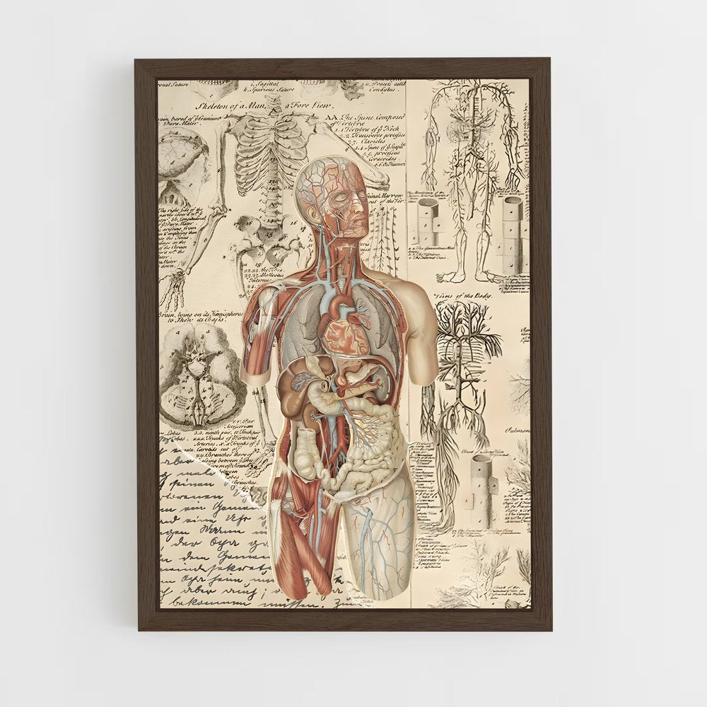 ap-human anatomy-1 cadre Bois foncé