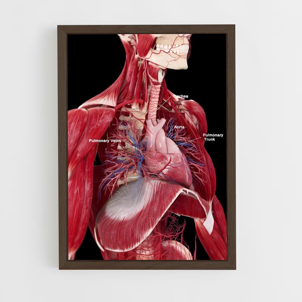 ap-human anatomy-4 cadre Bois foncé