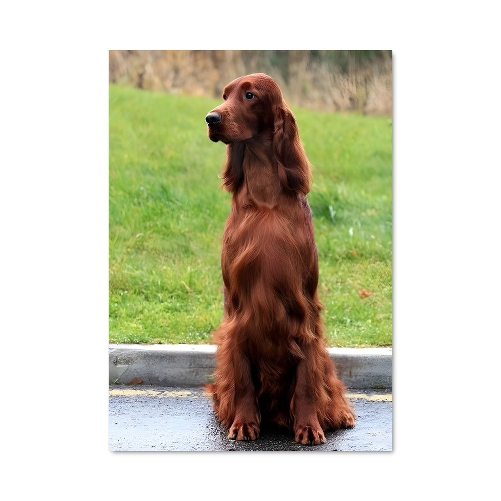 Poster Setter Irlandais