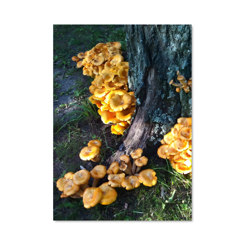 Poster Jack o lantern 94243