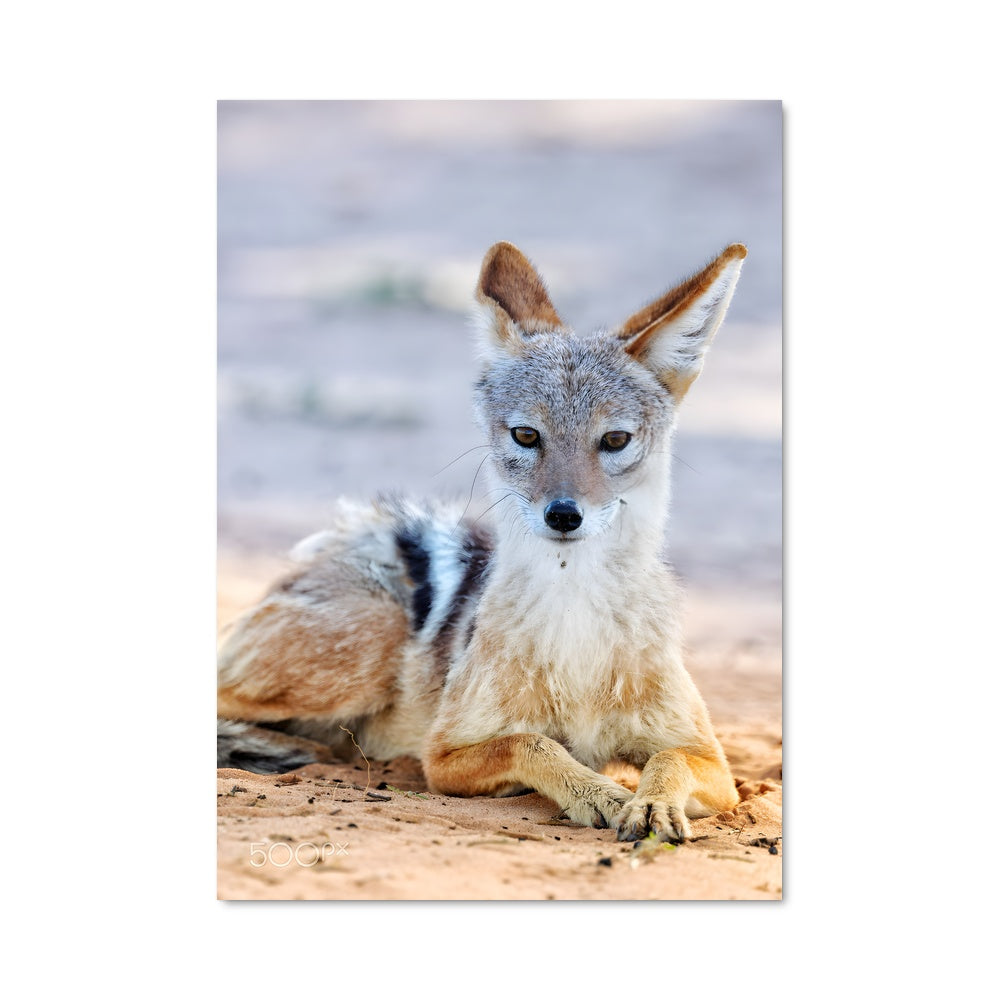 Poster Petit Renard
