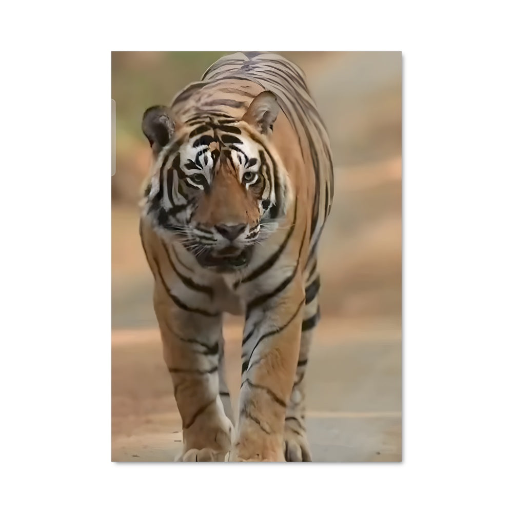 Poster Tigre Errant