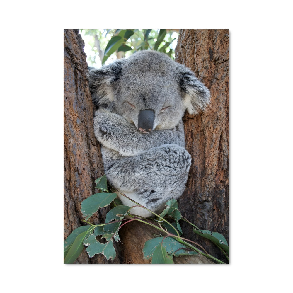 Poster Koala Réveil Doux