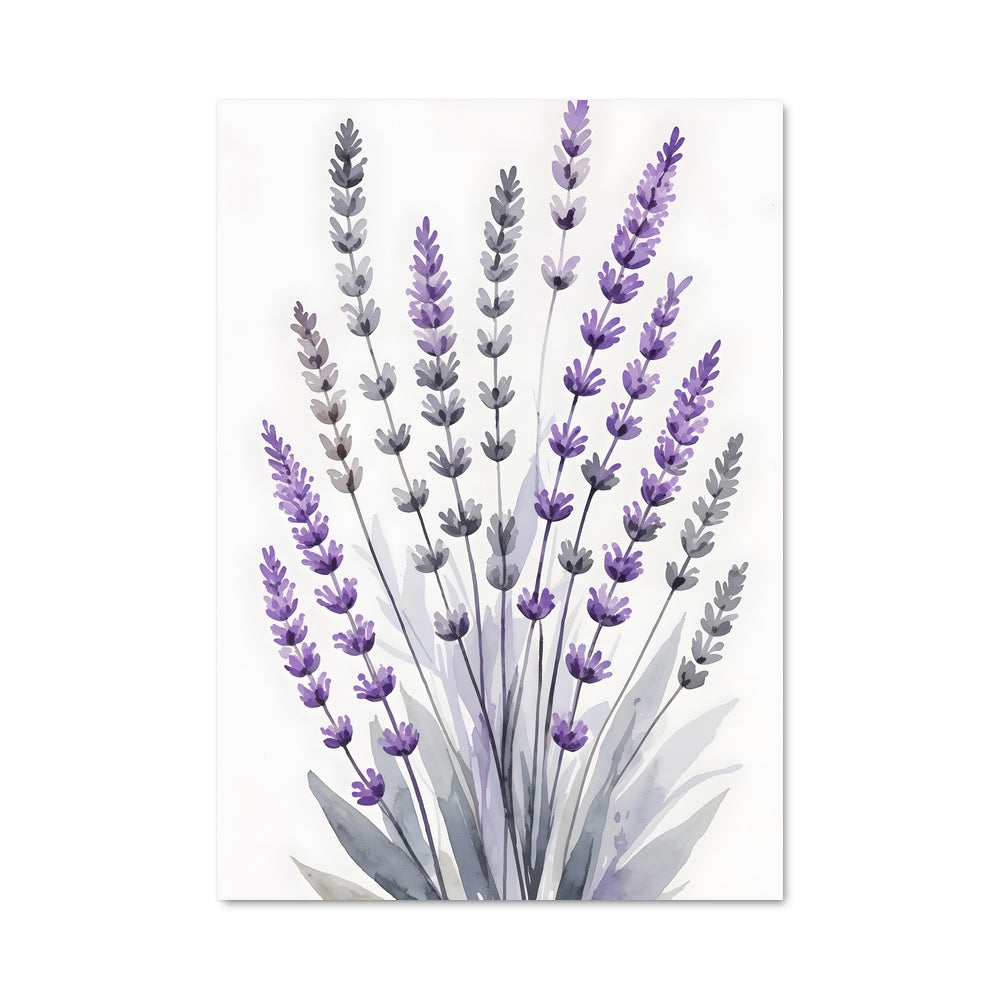Poster Lavender 96617