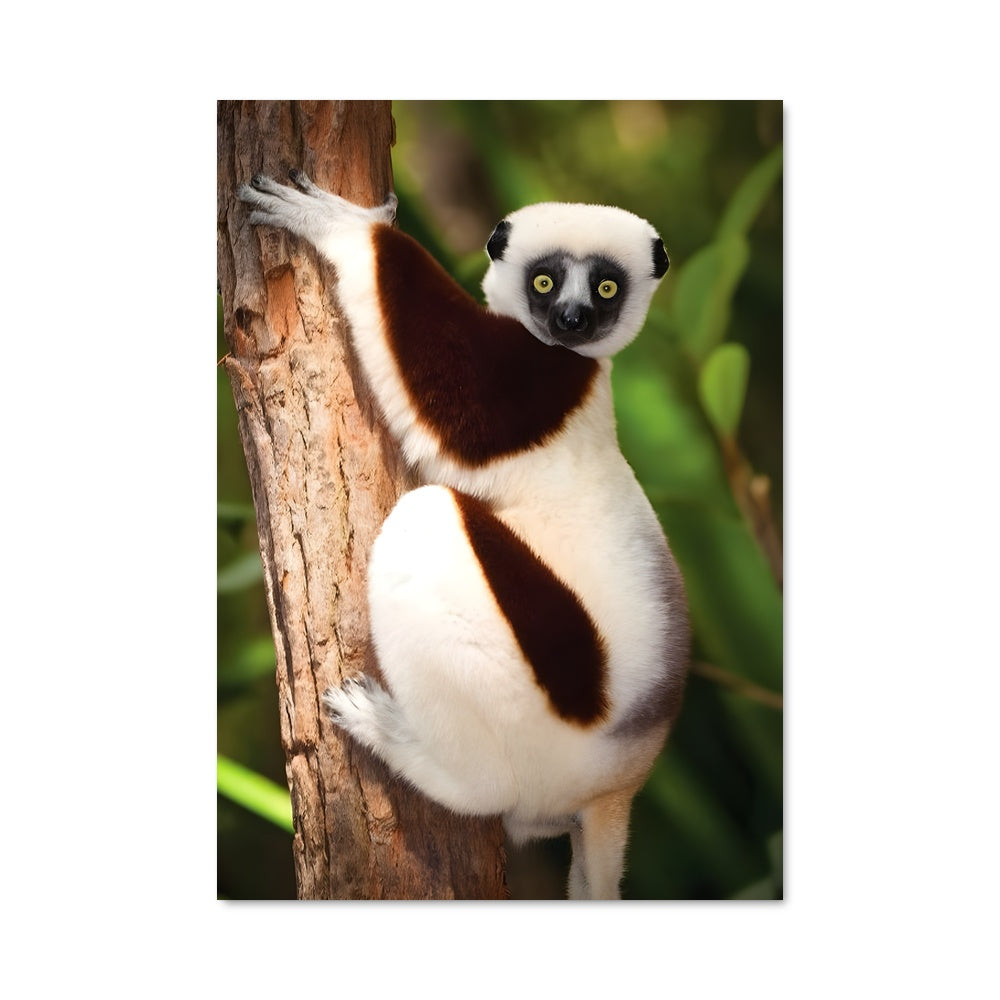 Poster Lémurien Enchanté