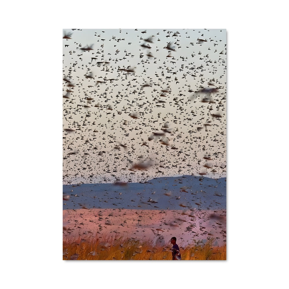 Poster Locust 83931