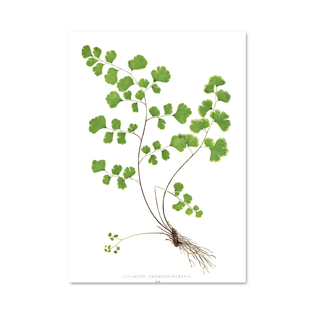 Poster Gin & Fern