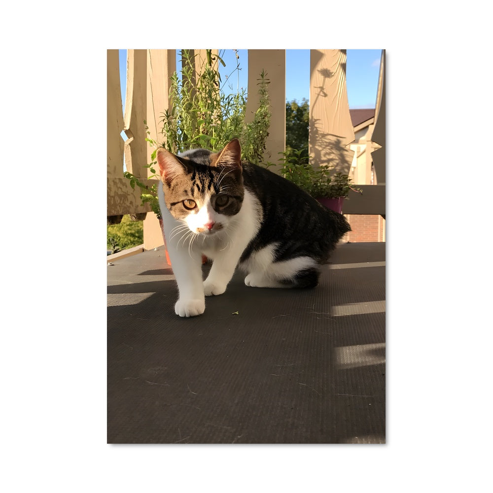 Poster Soleil de Manx