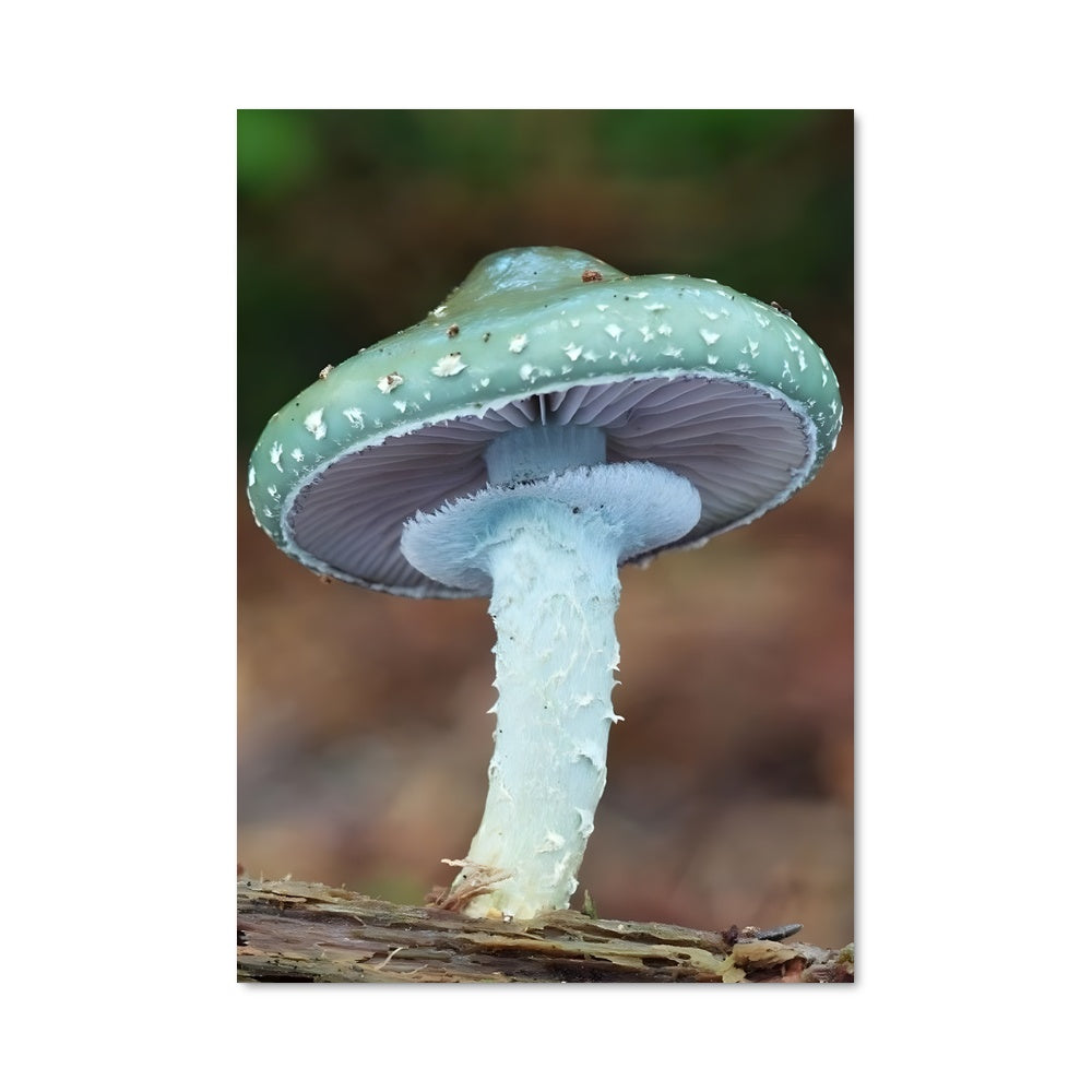 Poster Champignon Céleste