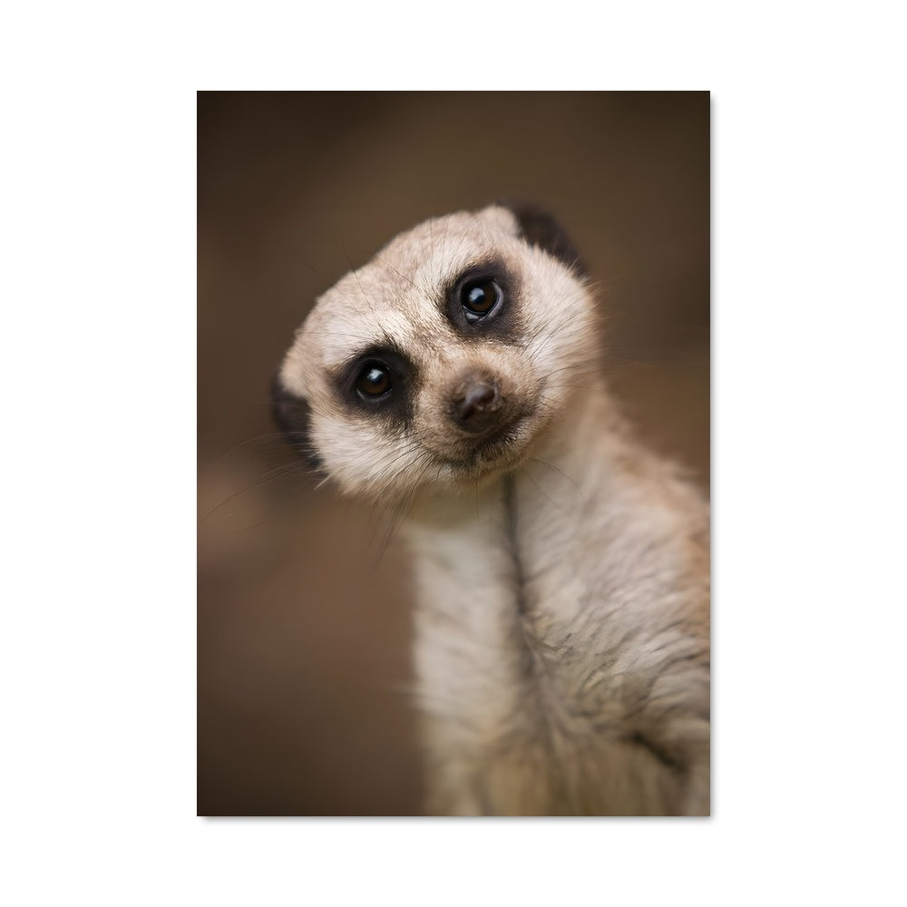 Poster Curieux Suricate