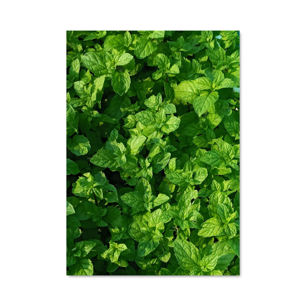 Poster Mint 96829