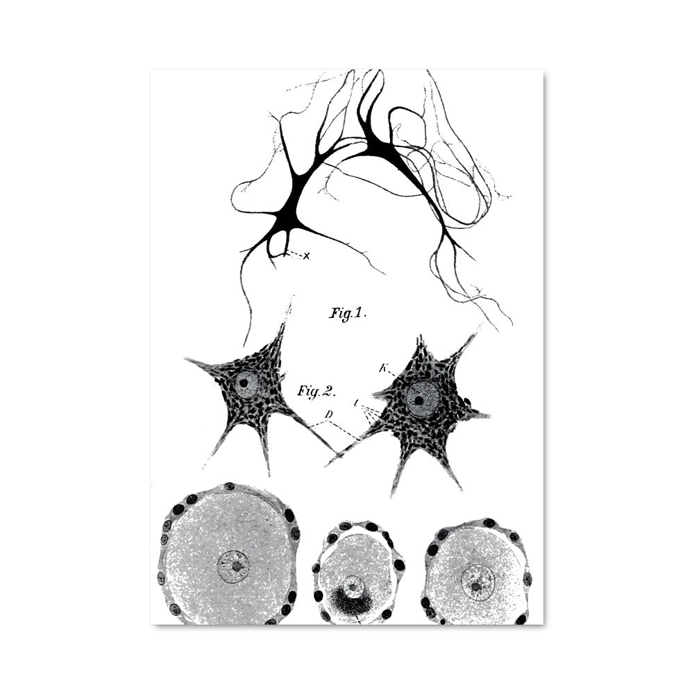 Poster Voyage des Neurones