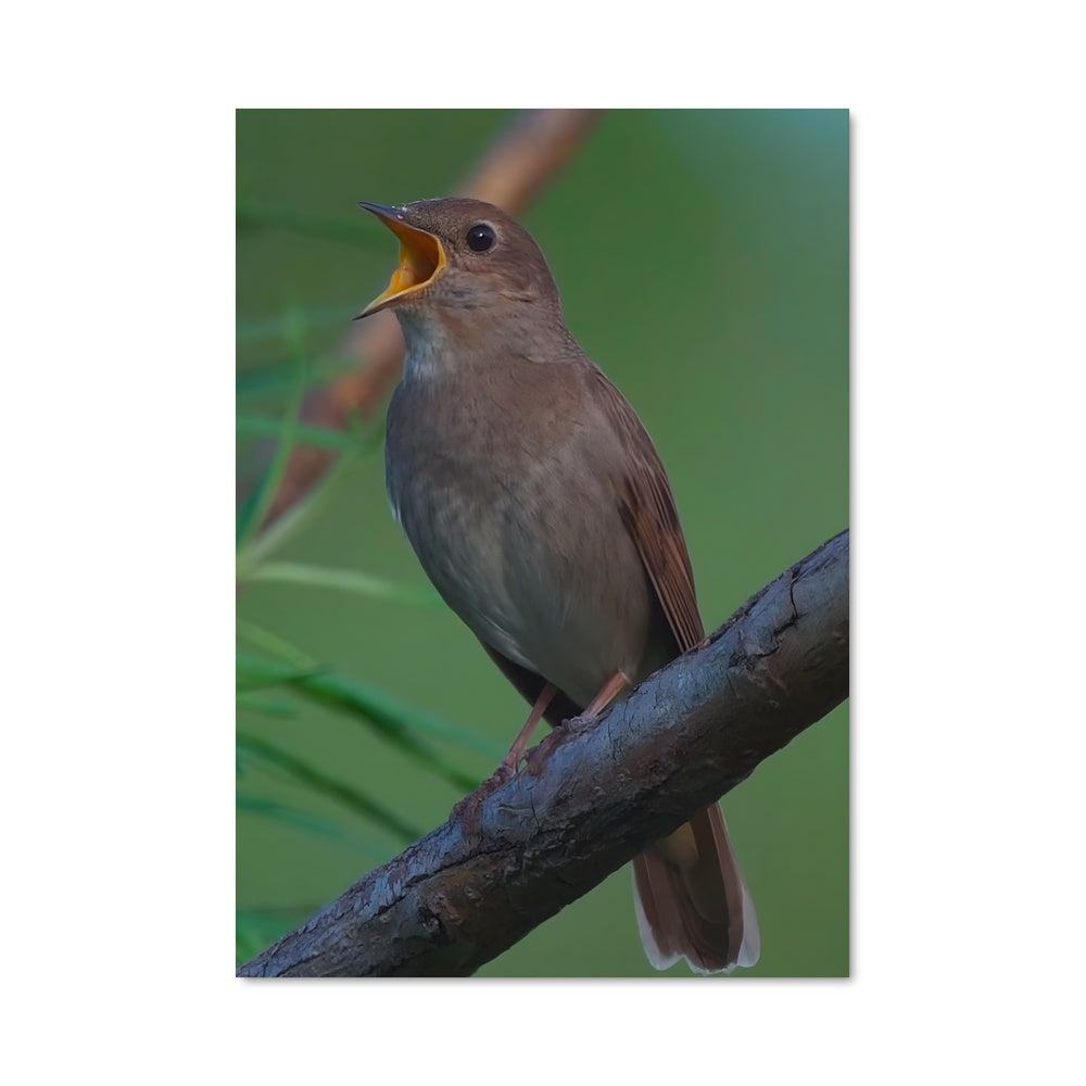 Poster Chanson du Rossignol