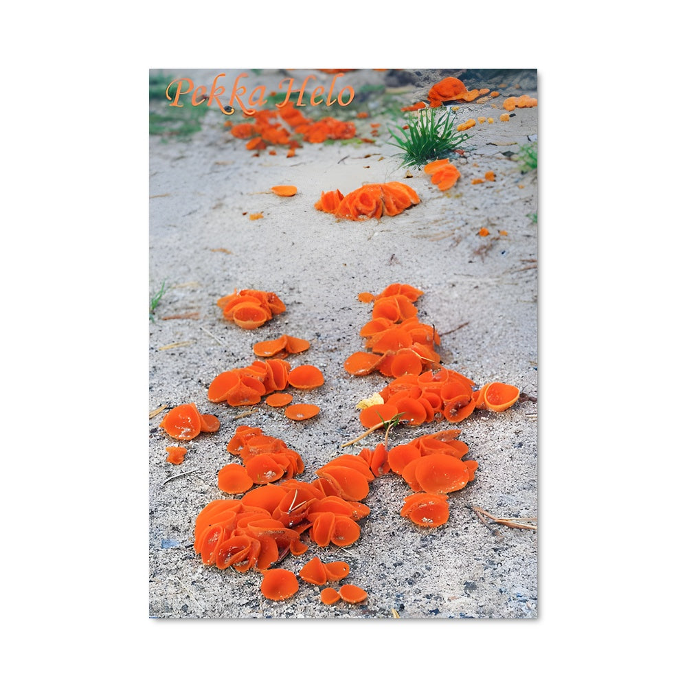 Poster Fleurs de Champignons